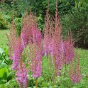 Astilbe chinensis var.davidii fleur